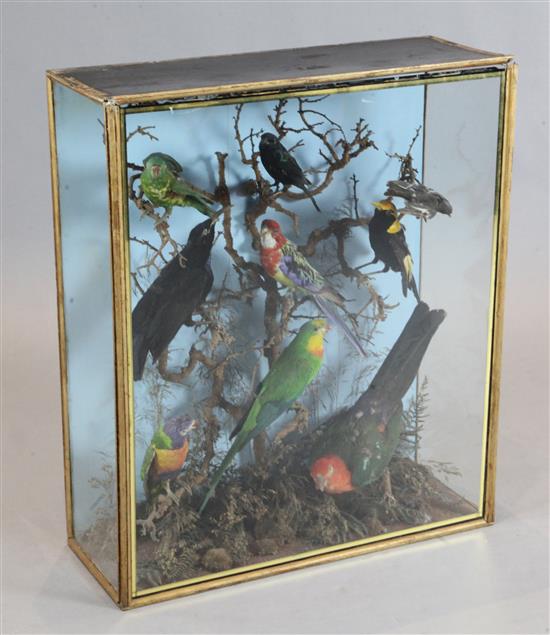 A Victorian taxidermic group of exotic birds, width 24.5in. height 29in.